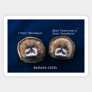 Banana Catzs 1 Sticker